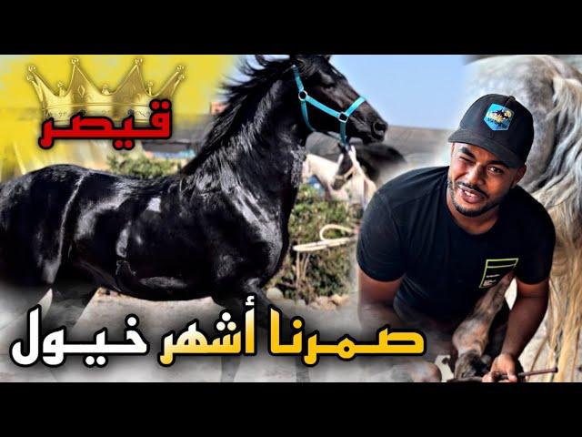 صـمـرت أشـهر خيول عندي قـيصر كبر تبارك الله …