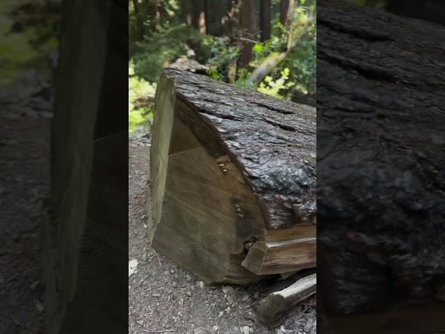 Camping under the giant redwood trees at Sanborn County park, Saratoga CA