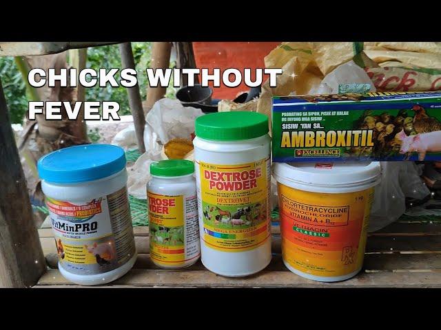 Resulta ng Tamang Pagpapa-inom ng Antibiotic! 27 Days Without Fever! | EM Farming