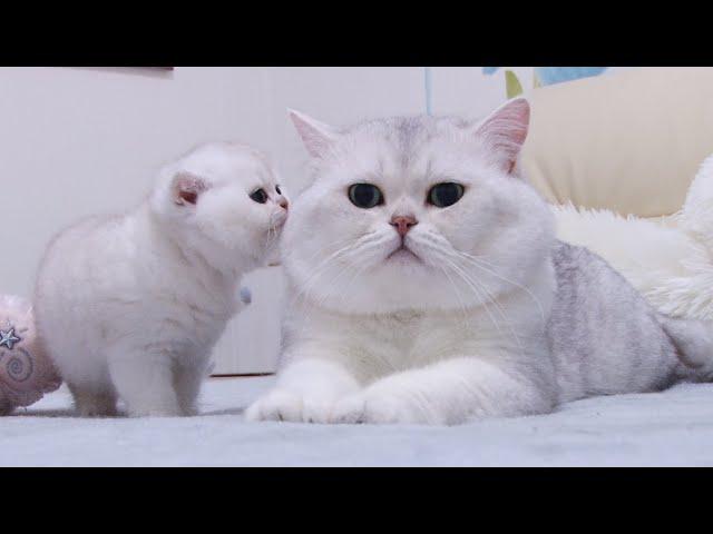 British kittens meet Big Silver cat first time | Baby cats 1 month after birth | Silver Chinchilla