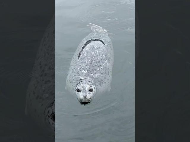 Seals want my salmon but can’t have them. #cohofishing #cohosalmon #seals #portangeles