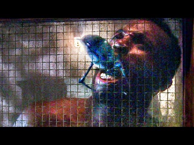 Eaten From inside by a Space Bug | Starship Troopers 2 | CLIP
