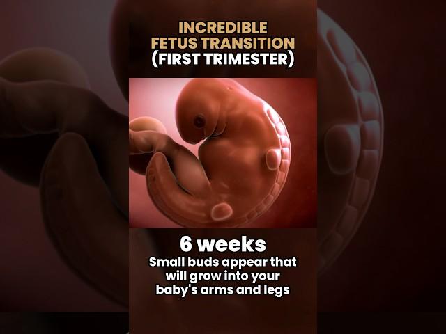 Incredible FETUS TRANSITION (1st Trimester) #shorts