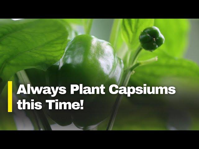 Best Time to Plant Capsicums in Kenya