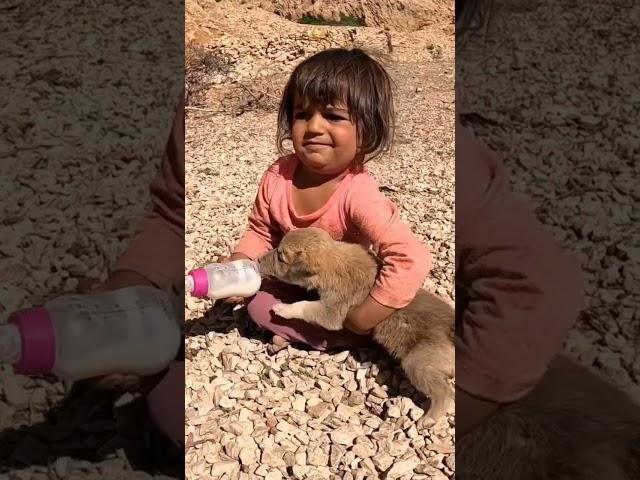 A nomadic girl feeding a dog#Doora#Chavil#Pern#Sholiz#Film#Tseris#Koch