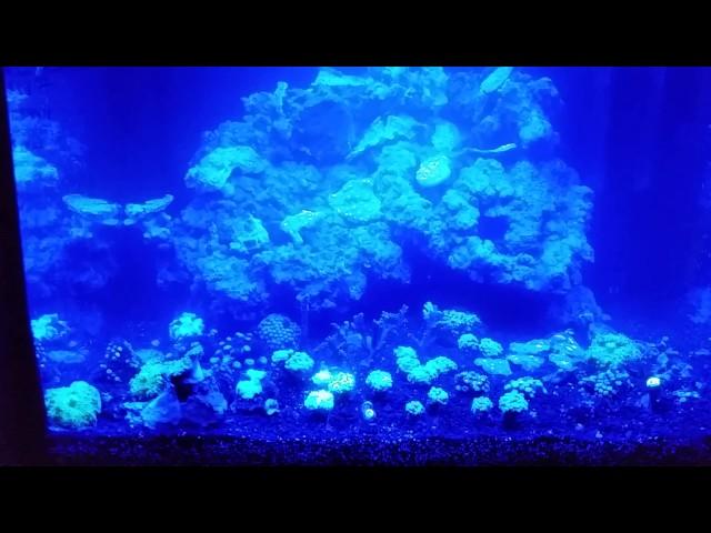 Pet Expo awesome new coral frag tank 1/13/17