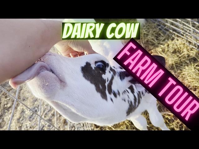 Dairy Cow Farm Tour - [They are so huge!]