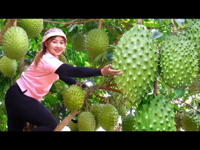 Harvesting Soursop Go To The Market Sell,How To Make Traditional Soursop Tea | Harvesting Fruits