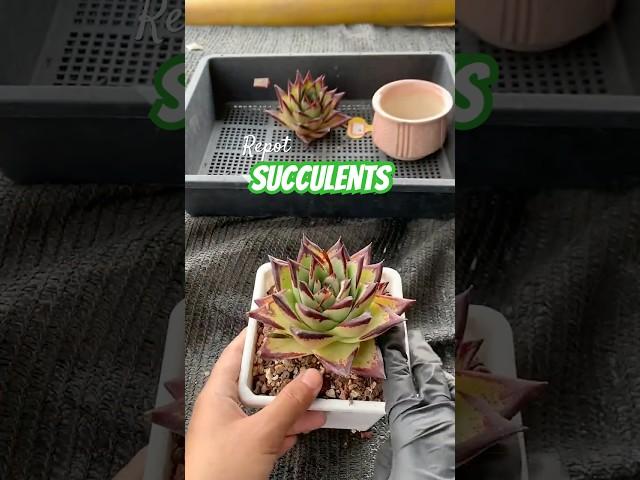 Beginner's Succulent Care: How to Repot Succulent Plants