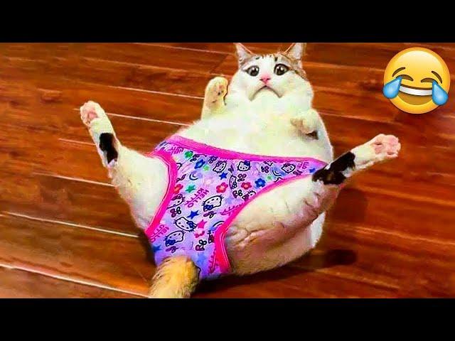 New Funny Animals 2024  Funniest Cats and Dogs Videos 