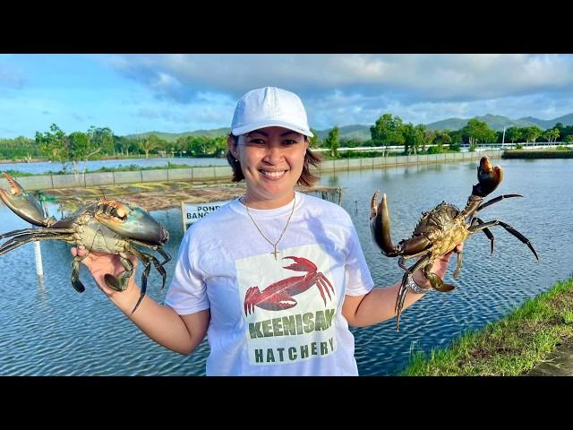 25-50 Hectares MUD CRAB GROW-OUT FARM: Big Time Kita at Innovations, Dito lang Makikita!