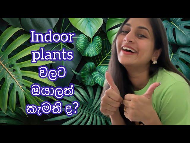 Indoor plants වලට ඔයාලත් කැමති ද?