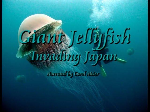 Giant Jellyfish Invading Japan