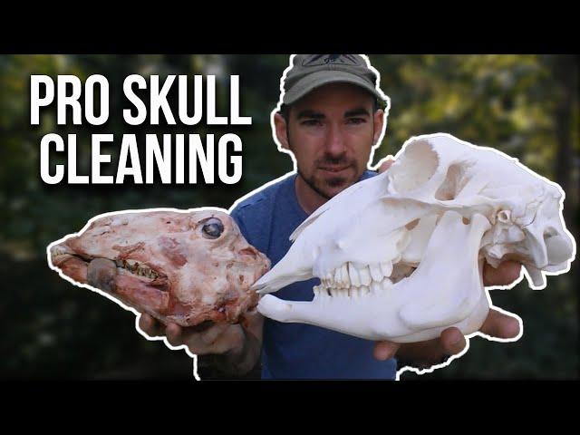 Skull Cleaning Using Maceration