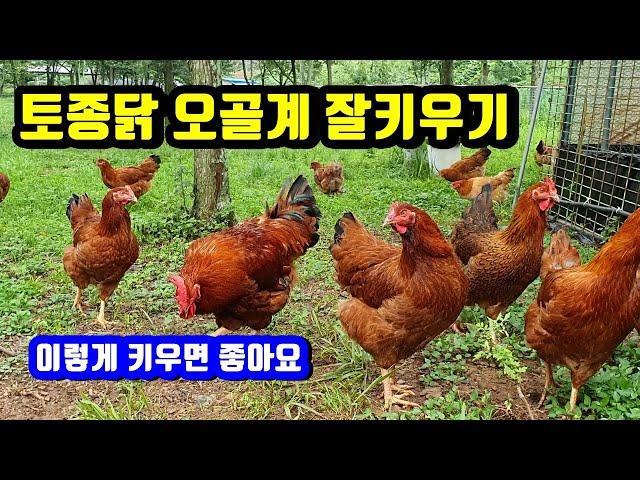 토종닭 오골계 잘키우는 방법.(How to grow a native chicken well.