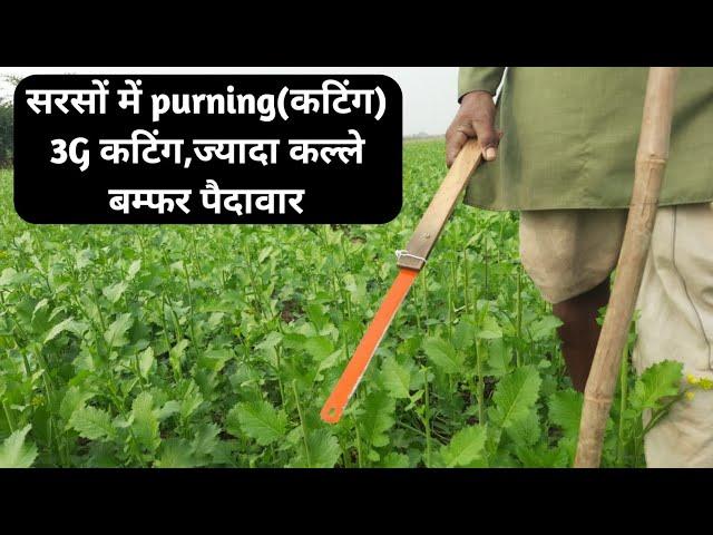 सरसों की 3G कटिंग,Mustard purning, 3G cutting सरसों की 3G कटिंग से ज्यादा कल्ले, बम्फर पैदावार