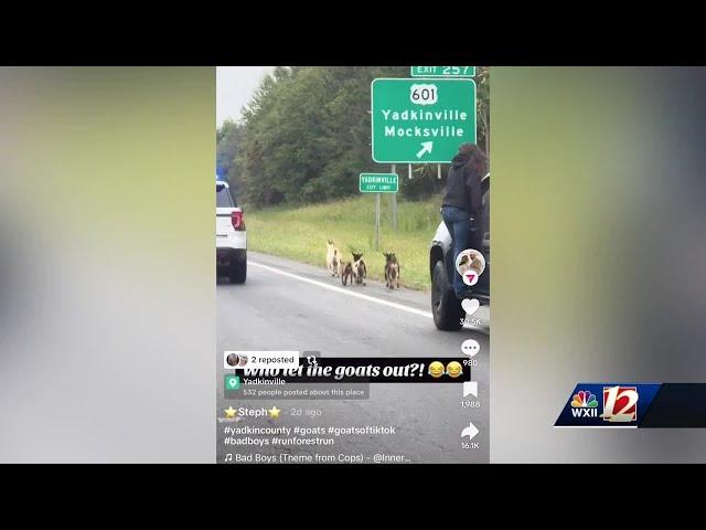 'Who let the goats out?' Goat herd goes viral after caught running down Highway 421 in Yadkin County