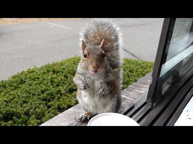 Quality time with a sweet old squirrel friend