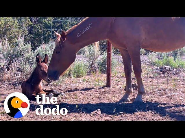 Rescued Wild Horse Gives Birth To A... | The Dodo