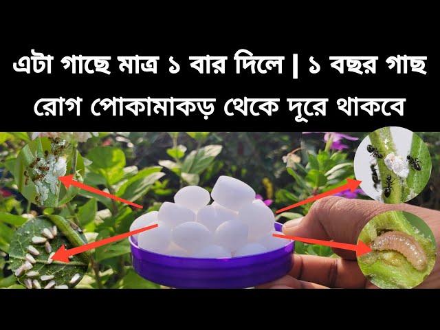 এই ঘরোয়া উপাদান ১ বার দিলে | গাছ এক বছর সব ধরনের পোকামাকড় থেকে দূরে থাকবে | ন্যাপথলিন এর ব্যবহার