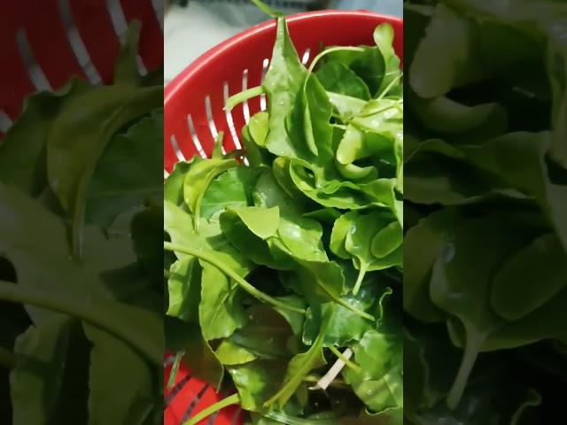 Natural Harvesting Form My #kitchengarden #spinch #nature #shorts #greenleaves #palak