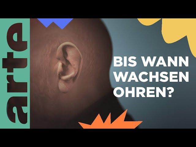 Wachsen die Ohren das ganze Leben lang? | Eure Fragen | ARTE Family