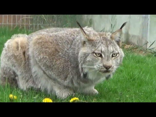 Max Canada Lynx Happy 13th!