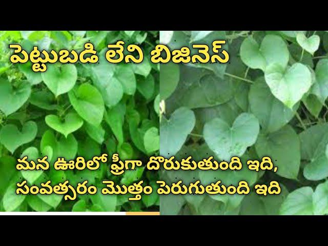 Giloi Leaves Business * పెట్టుబడి తక్కువ, లాభం ఎక్కువ వచ్చే బిజినెస్