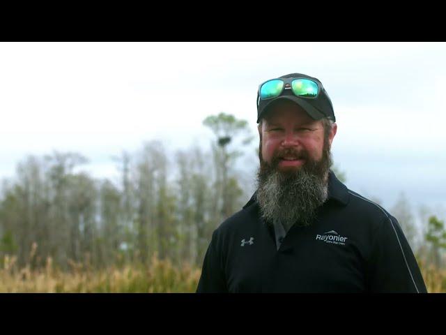 How Foresters Protect Bald Eagles