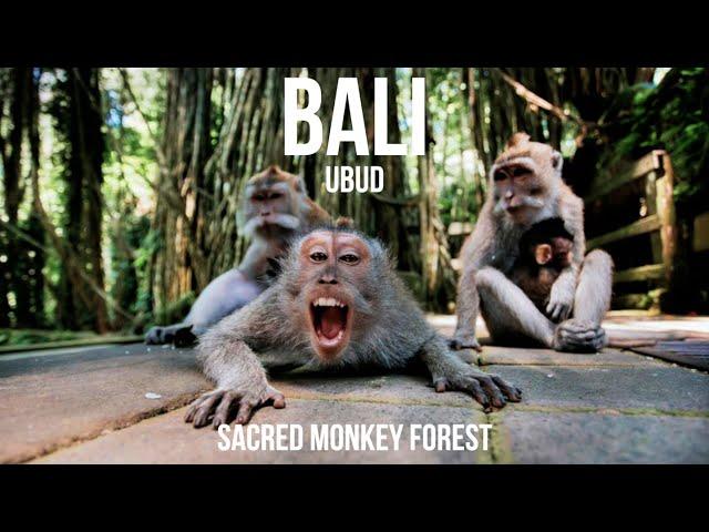 Ubud - Sacred Monkey Forest - Indonesia Travel 2024