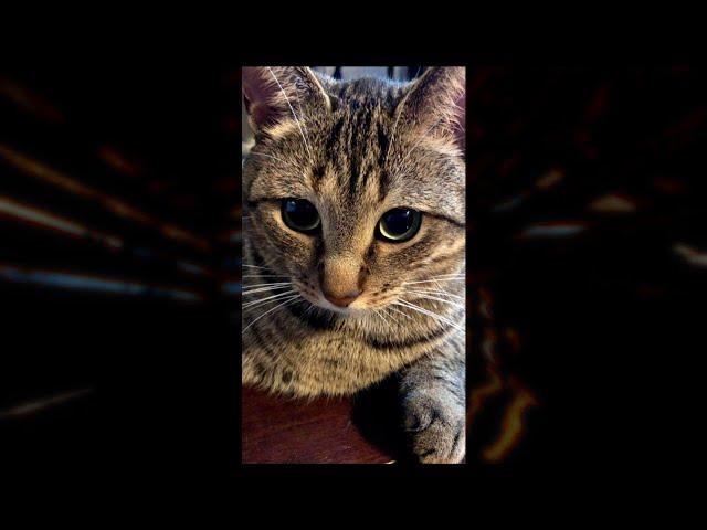 Cute Cat Video To Make You Smile #shorts
