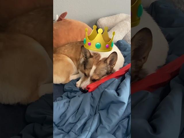 King corgi  #dog #corgi #cute #funny