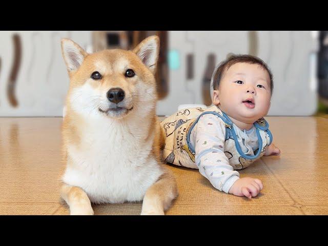 Shiba Inu Dog and Baby Becoming Best Friends