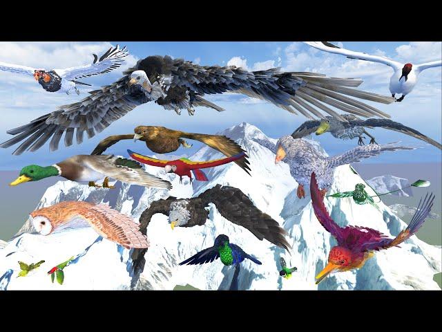 The Highest Flying Bird Comparison | 3D Animation