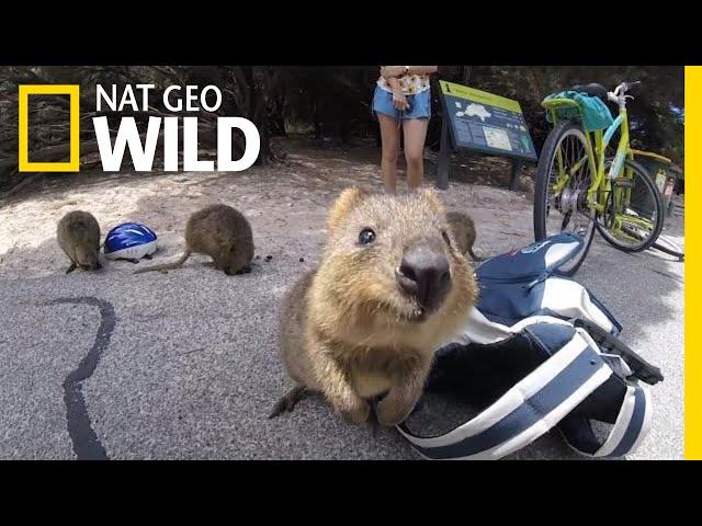 How Did Selfies Save the Cute Quokka? | Nat Geo Wild