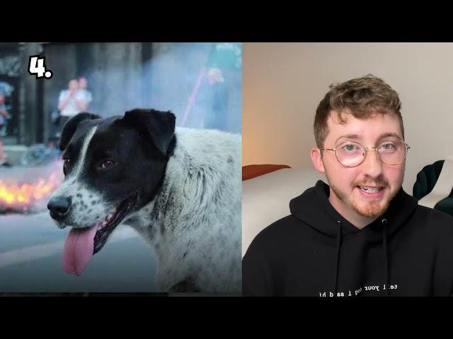 Top 10 Protest Dogs