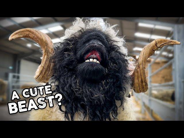 Shearing a HUGE Valais Blacknose RAM