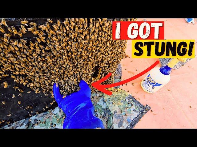 Beehive Relocation: Scooping Bees Out By Hand!