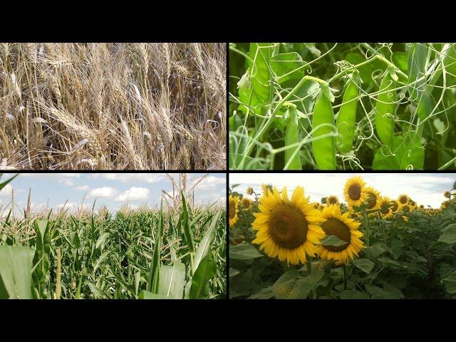 Soil Health, A Montana Perspective - Crop Rotation