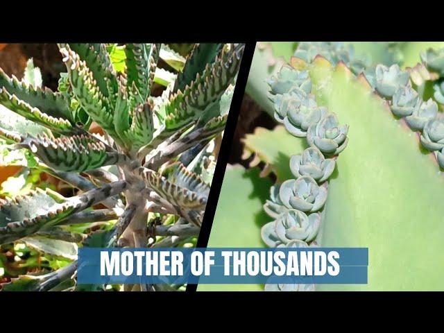 Mother of Thousands || Succulent houseplant care