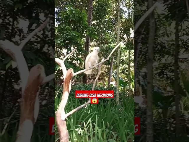 Burung bisa ngomong