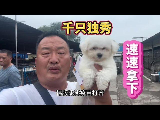 此比熊无需多费周章，堪称千只内秀，亮哥眼光独特，速速拿下！