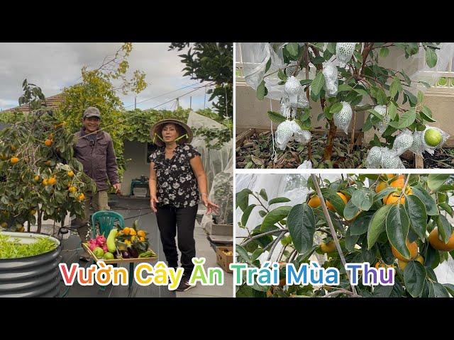 THU HOẠCH HỒNG GIÒN, ỔI, THANH LONG, CÀ TÍM, ĐẬU RỒNG CÙNG CHỊ HIỀN