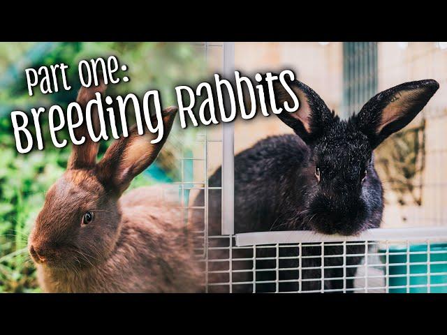 Part 1: How to breed rabbits + telling the difference between bucks & does