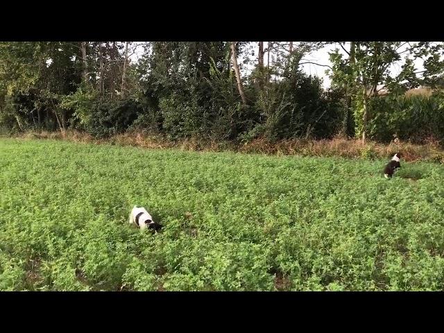 SPRINGER SPANIEL SU STARNE