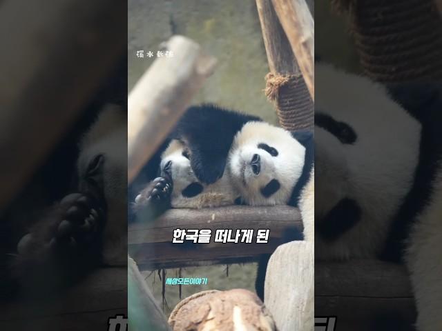 썸타는 판다녀석들