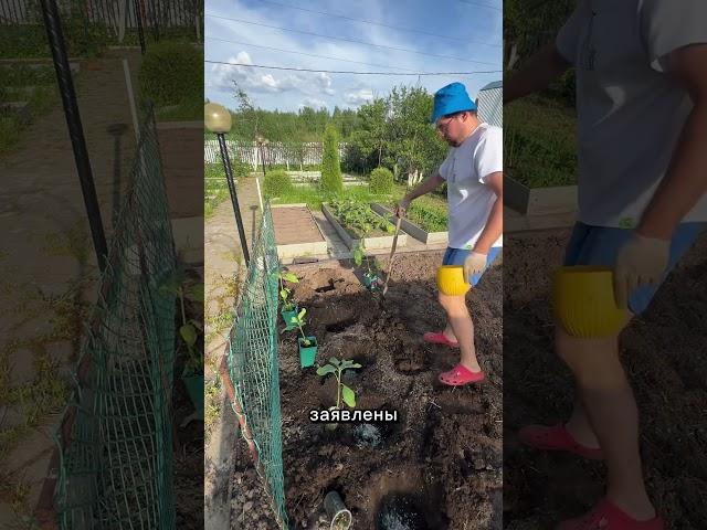 Выращиваю гигантские подсолнухи #лайфхак #огород #садоводничество #дача