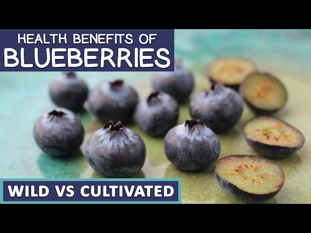 Health Benefits of Blueberries, Wild Vs Cultivated