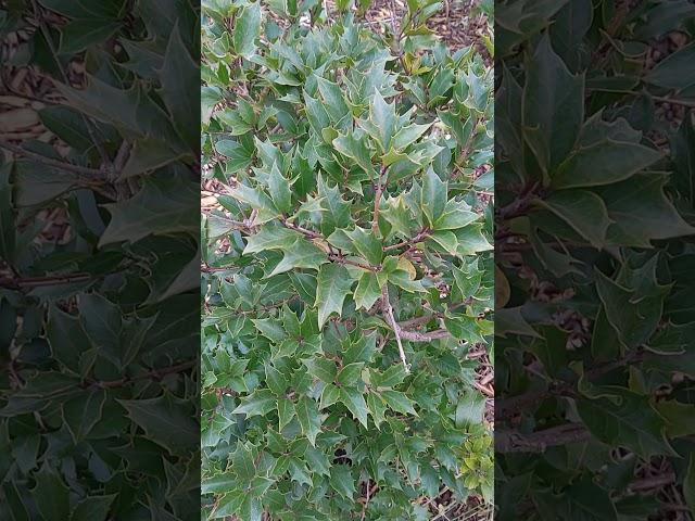 Osmanthus heterophyllus 'Purpureus' or Purple Holly Tea Olive in Southern Ontario USDA zone 6a