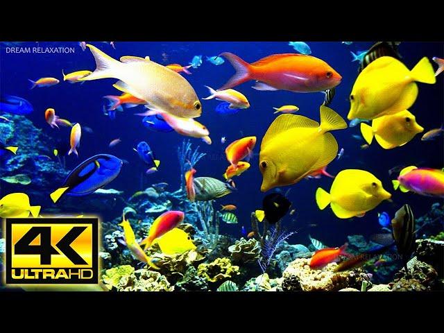 Acuario 4K VIDEO - Hermosos peces de arrecife de coral - Música de meditación relajante para dormir